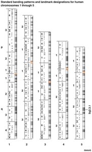 G-banded human chromosomes