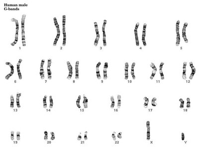 G-banded human male karyotype