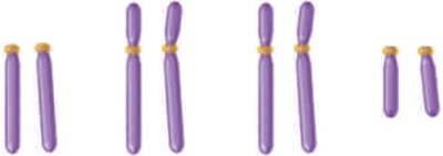 Diagram of diploid, triploid, and tetraploid chromosome sets