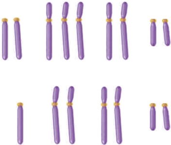Diagram of euploid and aneuploid chromosome sets