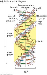 B-Form DNA Double Helix Ball-and-stick Diagram