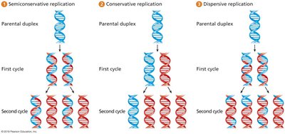 Three Proposed Mechanisms of DNA Replication