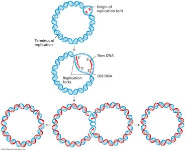 Bidirectional Replication of Circular Bacterial Chromosome