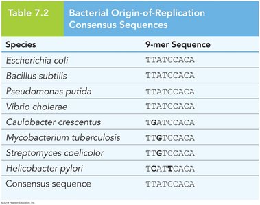 Bacterial Origin-of-Replication Consensus Sequences