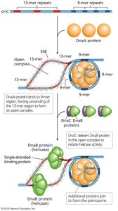 Replication Initiation at oriC