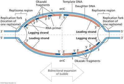 Replication Bubble with Leading and Lagging Strands