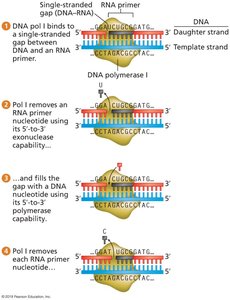 Removal and Replacement of RNA Primer Nucleotides and Ligation of Okazaki Fragments