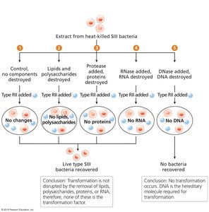 Avery, MacLeod, and McCarty's Experiment