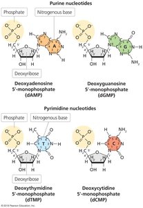 Structures of DNA Nucleotide Monophosphates