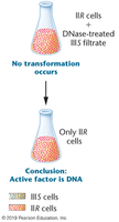 DNase treatment prevents transformation