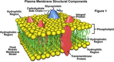 Prokaryotic cell structure