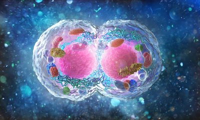 Cell division illustration