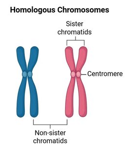 Chromosome centromere classification table