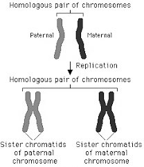 Human karyotype