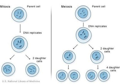 Mitosis vs. meiosis diagram