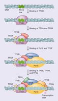 TFIIA and TFIIB stabilizing the complex