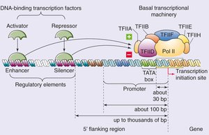 Enhancers and silencers in gene regulation