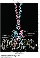DNA looping and transcription factor interaction