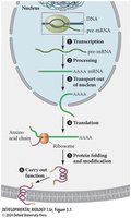 Gene expression regulation steps