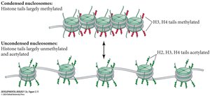 Histone acetylation and methylation effects on nucleosome structure