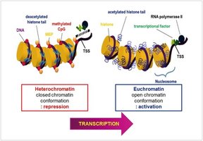 Euchromatin vs Heterochromatin