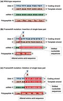 Diagram of frameshift mutations caused by insertion or deletion