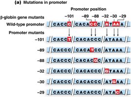 Promoter mutations in the human β-globin gene