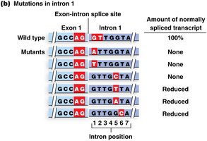 Splicing mutations in the human β-globin gene
