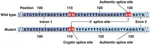 Cryptic splice site mutation example