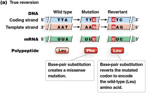 True reversion mutation example