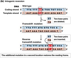 Intragenic reversion mutation example