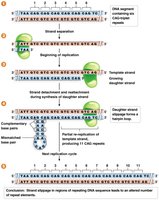 Strand slippage during DNA replication