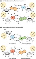 Base pairing of nucleotide tautomers