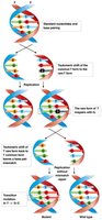 Transition mutation from tautomeric shift