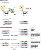 Depurination process and consequences