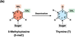 Deamination of methylated cytosine to thymine
