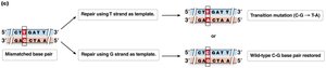 Outcomes of deamination and repair
