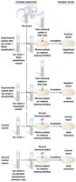 Ames test procedure and results