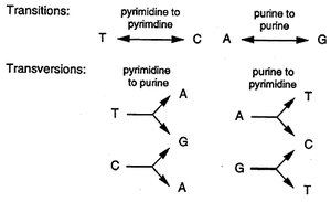 Diagram of transition and transversion mutations