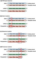 Diagram showing silent, missense, and nonsense mutations