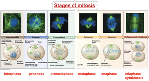 Stages of mitosis