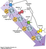 Diagram of sugar-phosphate backbone with chemical polarity