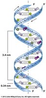 Double helix structure of DNA and single-stranded RNA