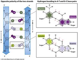 Diagram showing antiparallel orientation of DNA strands