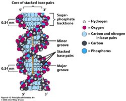 Core of stacked base pairs in DNA double helix