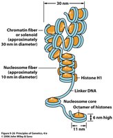 Diagram of chromatin fiber and nucleosome packaging