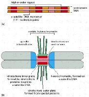 Centromere highlighted in chromosomes