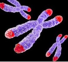 Telomeres at chromosome ends