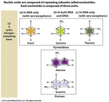 Structures of nitrogenous bases: purines and pyrimidines