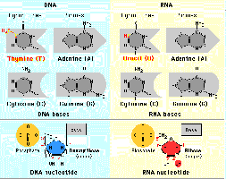 Comparison of DNA and RNA bases and nucleotides